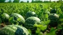 ۸۴۶ میلیارد لیتر صادرات آب پنهان