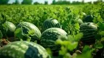 ۸۴۶ میلیارد لیتر صادرات آب پنهان