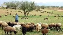 تولید سالانه ۲۰۰ هزارتن گوشت قرمز توسط عشایر