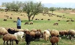 تولید سالانه ۲۰۰ هزارتن گوشت قرمز توسط عشایر