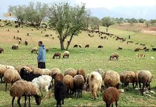 تولید سالانه ۲۰۰ هزارتن گوشت قرمز توسط عشایر