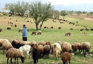 تولید سالانه ۲۰۰ هزارتن گوشت قرمز توسط عشایر
