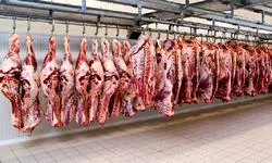 سرنوشت محموله‌ گوشت‌های آلوده مغولستان به زودی تعیین تکلیف می‌شود