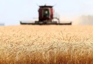 میزان تولید گندم کشور نزدیک به ۱۴ میلیون تن برآورد می‌شود