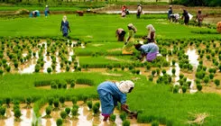 شالیکاران محصول امسال خود را بالاتر از قیمت تمام‌شده عرضه می کنند