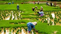شالیکاران محصول امسال خود را بالاتر از قیمت تمام‌شده عرضه می کنند