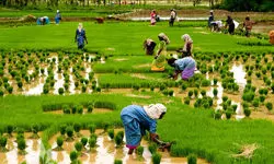 شالیکاران محصول امسال خود را بالاتر از قیمت تمام‌شده عرضه می کنند