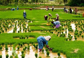 شالیکاران محصول امسال خود را بالاتر از قیمت تمام‌شده عرضه می کنند