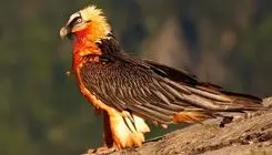 مشاهده «همای سعادت» امروز 5 آبان 1404+فیلم