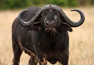 ابلاغ سقف ارزی گوشت گاو میش 4/5 یورویی از هندوستان 