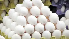 عرضه تخم‌مرغ بالاتر از ۵ هزار و ۵۰۰ تومان گرانفروشی است