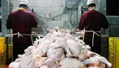 اعلام قیمت مرغ در بازار؛ هر کیلو  ۲۶۰ تا ۲۷۰ هزار تومان