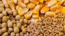 نیازی به واردات گندم نداریم؛ پرداخت یارانه نان به ابتدای زنجیره