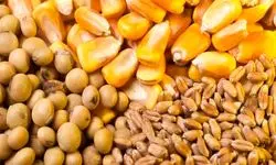 نیازی به واردات گندم نداریم؛ پرداخت یارانه نان به ابتدای زنجیره