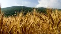 طلب ۳۳ همتی گندمکاران از دولت؛ "پاداش تحویل محصول" اجرایی می‌شود؟ 