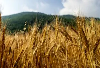 طلب ۳۳ همتی گندمکاران از دولت؛ 