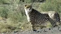 مشاهده دو پلنگ در ارتفاعات فیروزکوه