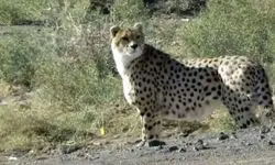 جنسیت دو یوز آسیایی اعلام شد/ یوزپلنگ‌ها نر هستند
