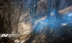 دستور رئیس سازمان بازرسی به بازرس کل استان مازندران در پی وقوع آتش‌سوزی در بخش‌هایی از جنگل‌های هیرکانی