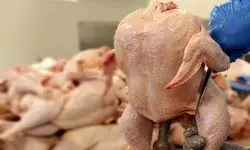 آغاز واردات مرغ از اتحادیه اوراسیا