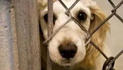 جنجال انتشار کلیپ حیوان‌آزار/ پلیس وارد عمل شد