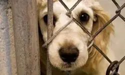 جنجال انتشار کلیپ حیوان‌آزار/ پلیس وارد عمل شد