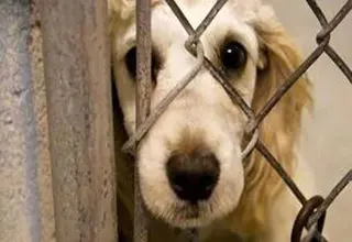 جنجال انتشار کلیپ حیوان‌آزار/ پلیس وارد عمل شد