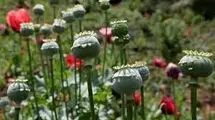 کشت شقایق الیفرا منوط به نتیجه‌گیری در ستاد مبارزه با موادمخدر است!