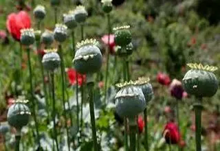 کشت شقایق الیفرا منوط به نتیجه‌گیری در ستاد مبارزه با موادمخدر است!