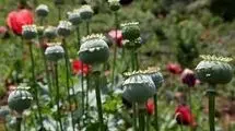 کشت شقایق الیفرا منوط به نتیجه‌گیری در ستاد مبارزه با موادمخدر است!