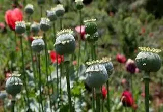 کشت شقایق الیفرا منوط به نتیجه‌گیری در ستاد مبارزه با موادمخدر است!