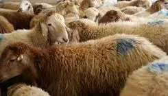 انتشار جدول روند قیمت‌ها در بازار فروش دام در استان‌ها