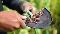 چه کسانی یارانه تریاک می‌گیرند؟