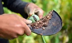 چه کسانی یارانه تریاک می‌گیرند؟