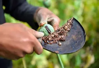 چه کسانی یارانه تریاک می‌گیرند؟
