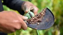 چه کسانی یارانه تریاک می‌گیرند؟