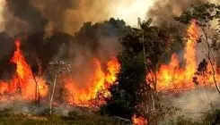 آتش‌سوزی در نیزار‌های تالاب کانی‌برازان مهاباد/علت آتش عوامل انسانی بود