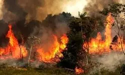 تصاویری هولناک و غمبار از وسعت آتش در جنگل‌ الیت چالوس/ ببینید