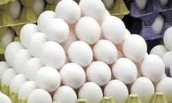 تولید تخم‌مرغ غنی از امگا ۳ با اصلاح جیره غذایی 