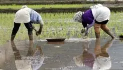 رویای خودکفایی برنج