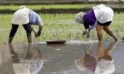رویای خودکفایی برنج