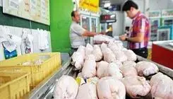  قیمت کنونی مرغ زنده به قیمت تمام شده نزدیک است