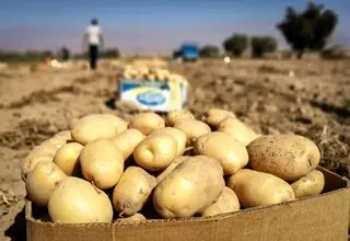 سفره مردم، حبوبات و سیب زمینی را هم از دست داد