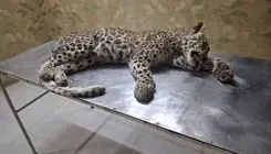 مرگ پلنگ جوان در صالح آباد با حمله سگهای نگهبان گله