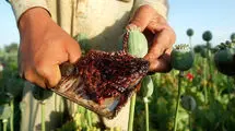 ایران؛ هم رکوددار مصرف تریاک و هم باغدار خشخاش