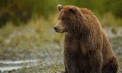 مشاهده یک قلاده خرس قهوه‌ای در ارتفاعات «تار و هویر» دماوند