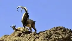 فرار شکارچیان قروه با رها کردن لاشه کل‌های وحشی