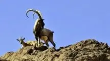 فرار شکارچیان قروه با رها کردن لاشه کل‌های وحشی
