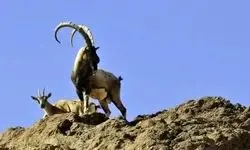فرار شکارچیان قروه با رها کردن لاشه کل‌های وحشی