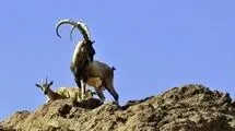 فرار شکارچیان قروه با رها کردن لاشه کل‌های وحشی